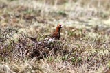 willow ptarmigan (Lagopus lagopus). Photo Stefan  Lithner 