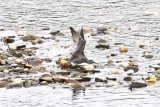 wandering tattler (Heteroscelus incanus). Photo Stefan  Lithner 