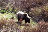 brown bear (Ursus arctos). Photo Stefan  Lithner