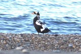 Birds in Alaska 2014