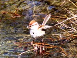 American tree sparrow (Spizella arborea). Photo Stefan  Lithner