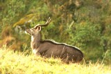 Mountain Nyala. Photo Stefan  Lithner