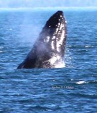 humpback whale (Megaptera novaeanfliae) beginning of jump. Photo Stefan  Lithner
