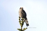 grey jay (Perisorius canadensis). Photo Stefan  Lithner