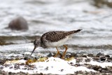 lesser yellowlegs (Tringa flavipes). Photo Stefan  Lithner