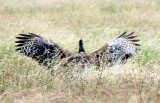 Kori Bustard just landed. Photo Stefan  Lithner
