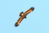 Steppe Eagle juv. Photo Stefan  Lithner