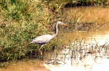 Western (Highland) Reef Heron Ethiopia Nov 2007. Photo Stefan  Lithner
