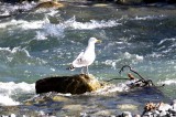 American herring gull (Larus (argentatus) smithsonianus) Photo Stefan  Lithner