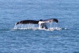 humpback whale (Megaptera novaeanfliae) diving. Photo Stefan  Lithner