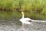 trumpeter swan (Cygnus buccinator). Photo Stefan  Lithner