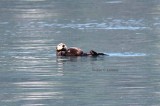 sea otter (Enhydra lutris). Photo Stefan  Lithner