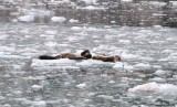 harbour seal (Phoca vitulina). Photo Stefan  Lithner