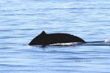 dorsal fin view from side