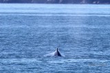 dorsal fin view from behind