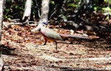 017 red-capped coua Ankarafantsika 081026 S. Lithner