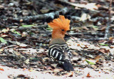 024 Madagascar hoopoe Ankarafantsika 081026 S. Lithner