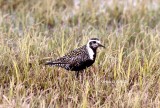 American golden plover (Pluvialis dominica). Photo Stefan  Lithner