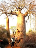154 supporting the baobabtrees Adanzonia za  Ifaty Spiny Forest 081106 S. Lithner