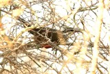 157 subdesert mesite Ifaty 081106 S. Lithner