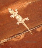 162 Grandidiers gecko Geckolepis typica Ifaty Hotel Paradise 081107 S. Lithner