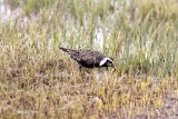 American golden plover (Pluvialis dominica). Photo Stefan  Lithner