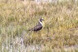 American golden plover (Pluvialis dominica). Photo Stefan  Lithner