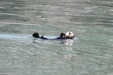 sea otter (Enhydra lutris). Photo Stefan  Lithner