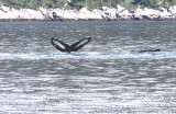 humpback whale (Megaptera novaeanfliae) diving. Photo Stefan  Lithner