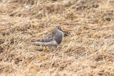 pectoral sandpiper (Calidris melanotos). Photo Stefan  Lithner