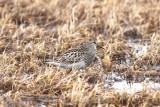 pectoral sandpiper (Calidris melanotos). Photo Stefan  Lithner