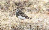 pectoral sandpiper (Calidris melanotos). Photo Stefan  Lithner