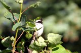 black-capped chickadee (Parus atricapillus). Photo Stefan  Lithner
