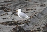 glaucous-winged gull (Larus glaucescens). Photo Stefan  Lithner