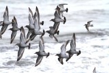 surfbird (Aphriza virgata), black turnstone (Arenaria melanocephala) & western sandpiper (Calidris mauri). Stefan  Lithner