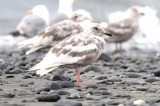 glaucous-winged gull (Larus glaucescens) (prob. 3k) . Photo Stefan  Lithner