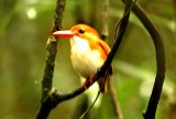 178 Madagascar pygmy kingfisher Andasibe-Mantadia Nat Pk 081110 S. Lithner