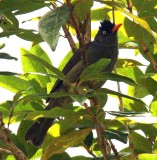204 Reunion bulbul Reunion 081113 S. Lithner