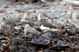 black turnstone (Arenaria melanocephala). Photo Stefan  Lithner