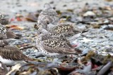 surfbird (Aphriza virgata). Photo Stefan  Lithner