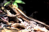 016 Bboad-tailed girdled lizard (Zonosaurus laticaudatus)   Ankarafantsika 081026 S. Lithner