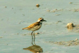 151 Madagascar plover Toliara 081105 S. Lithner