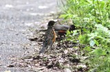 American robin (Turdus migratorius). Photo Stefan  Lithner