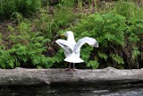 American herring gull x glaucus-winged gull (Larus (argentatus) smithsonianus x Larus glaucescens). Photo Stefan  Lithner