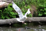 American herring gull x glaucus-winged gull (Larus (argentatus) smithsonianus x Larus glaucescens). Photo Stefan  Lithner