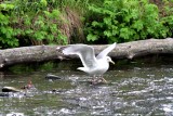 American herring gull x glaucus-winged gull (Larus (argentatus) smithsonianus x Larus glaucescens). Photo Stefan  Lithner