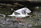 American herring gull x glaucus-winged gull (Larus (argentatus) smithsonianus x Larus glaucescens). Photo Stefan  Lithner