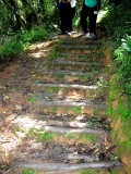 105 stairs Ranomafana Nat Pk 081031 S. Lithner