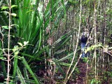 179 Pandanus nidus Andasibe-Mantabia Nat Pk 081111 S. Lithner