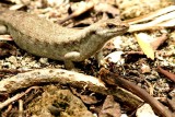 193 Telfairs skink (Leiolopisma telfairii)  Mauritius Ile aux Aigrettes 0811113 S. Lithner